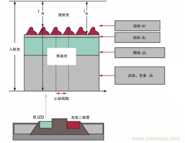 可以用發(fā)光二極管 （LED） 來(lái)照亮皮膚，然后測(cè)量反射到一個(gè)光電二極管的光量來(lái)監(jiān)測(cè)每個(gè)心動(dòng)周期