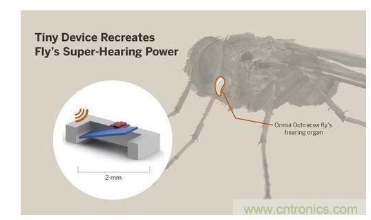 顯示研究人員們經(jīng)由這種寄生蠅的聲音處理機(jī)制啟發(fā)，開發(fā)出一款低功耗的麥克風(fēng)組件。