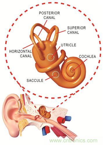 圖1. 人體平衡和聽力是內(nèi)耳中復(fù)雜平衡器官的一部分。