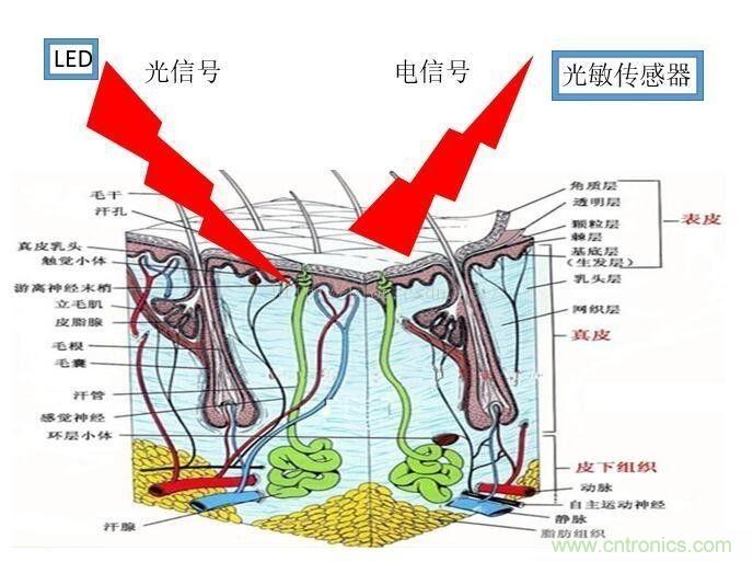 淺析穿戴設備中的光學心率傳感器