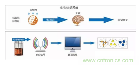 仿生傳感器的定義、原理、分類及應(yīng)用